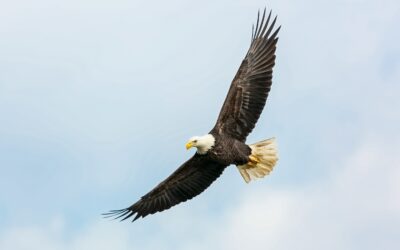 Why Did We Weep for Jackie, the Eagle from Big Bear Lake?