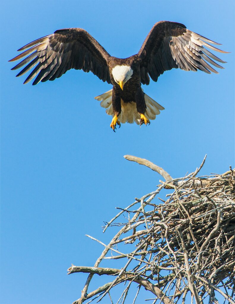 Photo by <a href="https://unsplash.com/@brock222?utm_source=unsplash&utm_medium=referral&utm_content=creditCopyText">Richard Lee</a> on <a href="https://unsplash.com/photos/bald-eagle-flap-its-wing-from-nest-MLfe9XFhFwk?utm_source=unsplash&utm_medium=referral&utm_content=creditCopyText">Unsplash</a>